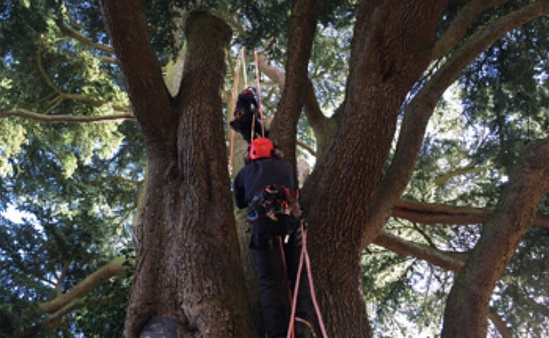 Care and maintenance of trees