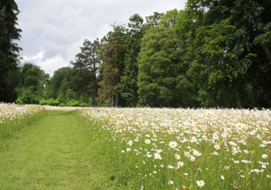 wildflower landscape turf wildflower turf ltd esi external works wildflower landscape turf wildflower turf ltd esi external works