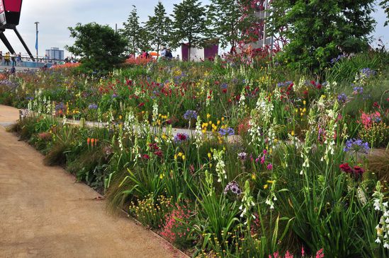 Flower-rich perennial planting for London 2012 Olympics | Palmstead