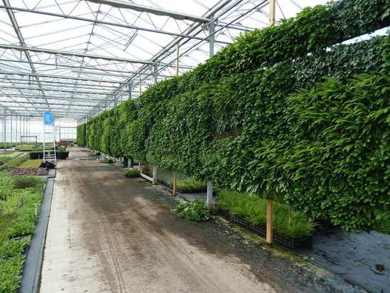 Green wall plants contract grown at Palmstead