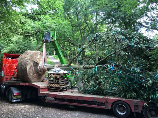 Large Oak being transported to Hertfordshire