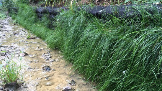 Rootlok vegetated wall for watercourse flood defence | GeoGrow | ESI ...