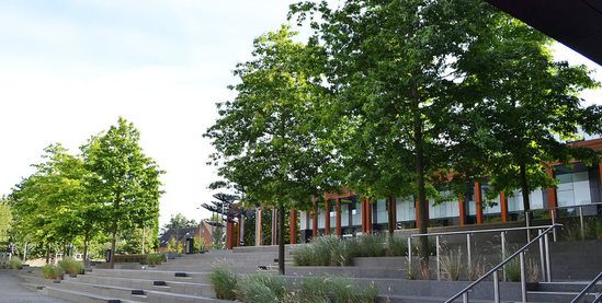 Trees for Oxford Brookes University campus, Oxford