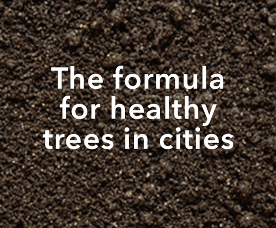 Healthy trees in cities - tree soil volumes