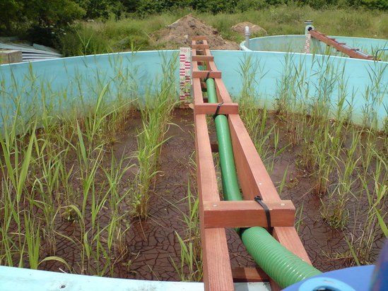 Trial reedbeds treating ferric drinking water sludge