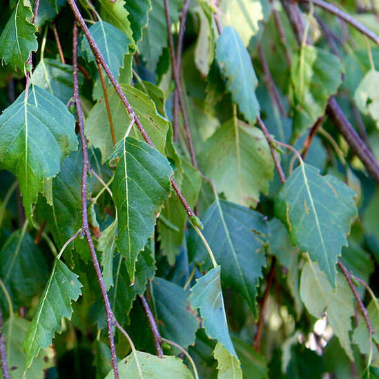 AirPot container grown deciduous trees, 50 to 1500L | Majestic Trees ...