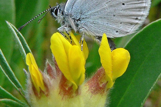 Small Blue butterfly feeding on Kidney Vetch