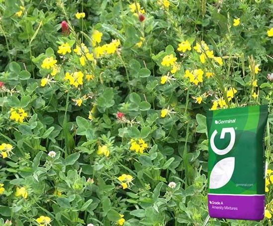 Legume and clover