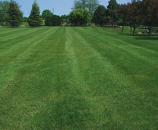 A22 grade 'A' low maintenance grass seed mixture | Germinal Amenity