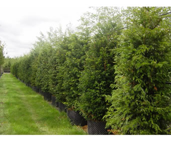 Instant hedging | Deepdale Trees | ESI External Works