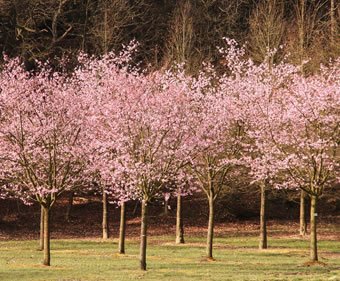 Deciduous trees and shrubs | Lorenz von Ehren | ESI External Works