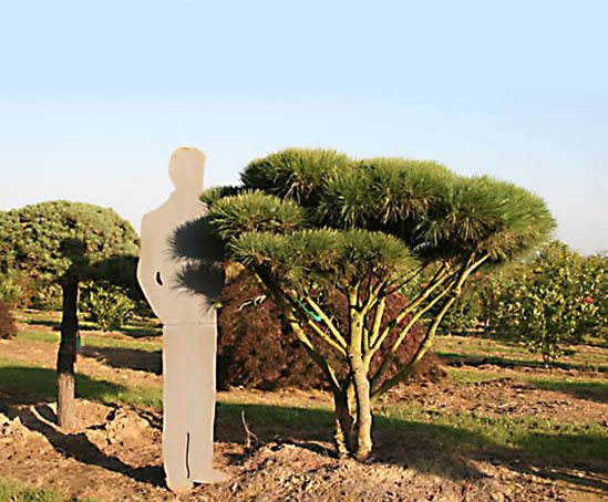 Conifers Lorenz von Ehren ESI External Works