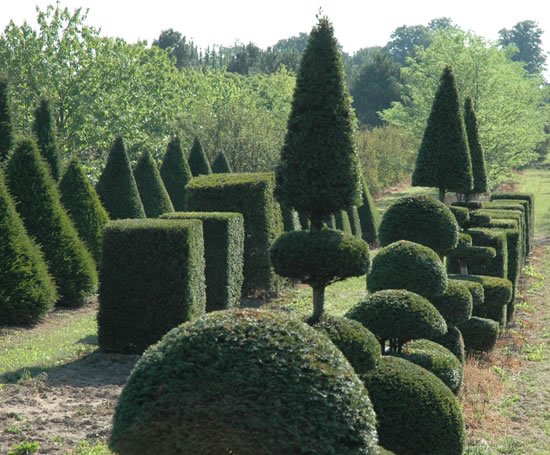 Topiary trees Lorenz von Ehren ESI External Works