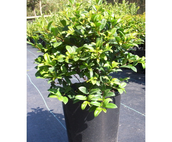 specimen-shrubs-craigmarloch-nurseries-esi-external-works