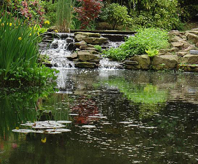 Lake and pond design and build services Aqualife Water Plants