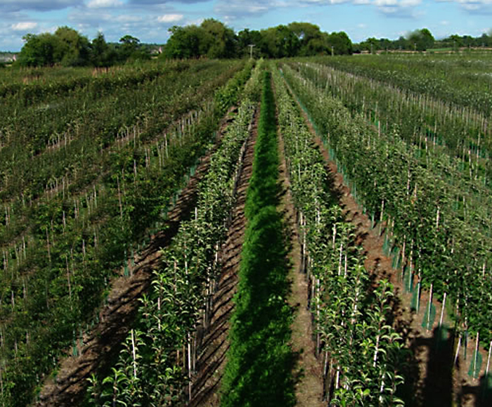 Fieldgrown trees Dingle Nurseries ESI External Works