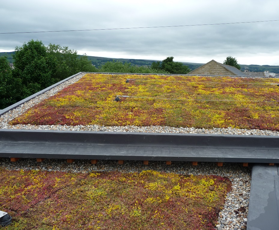 Sedum Mat instant vegetation green roof mats Lindum Turf ESI