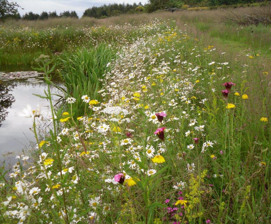 Lindum Wildflower Mat plasticfree Lindum Turf ESI External Works