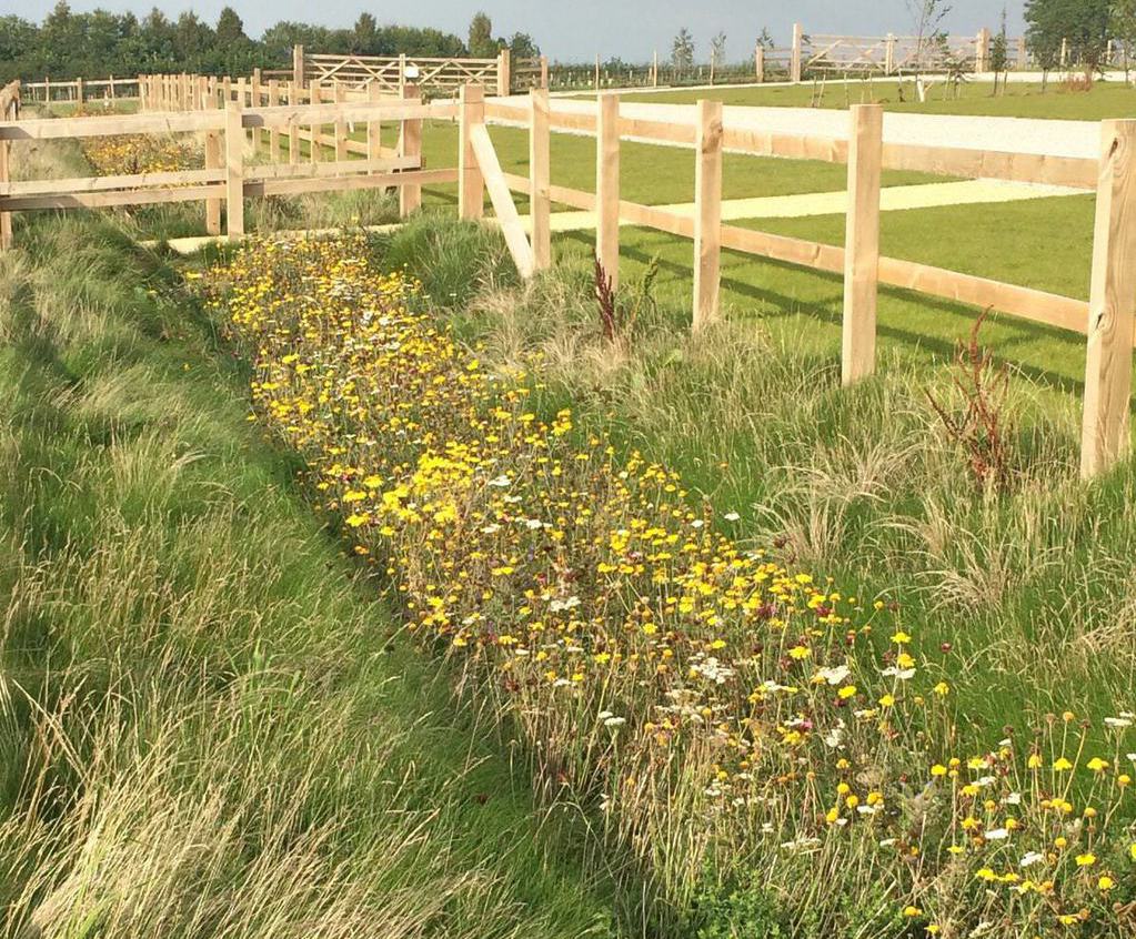 Lindum Wildflower Mat plasticfree Lindum Turf ESI External Works