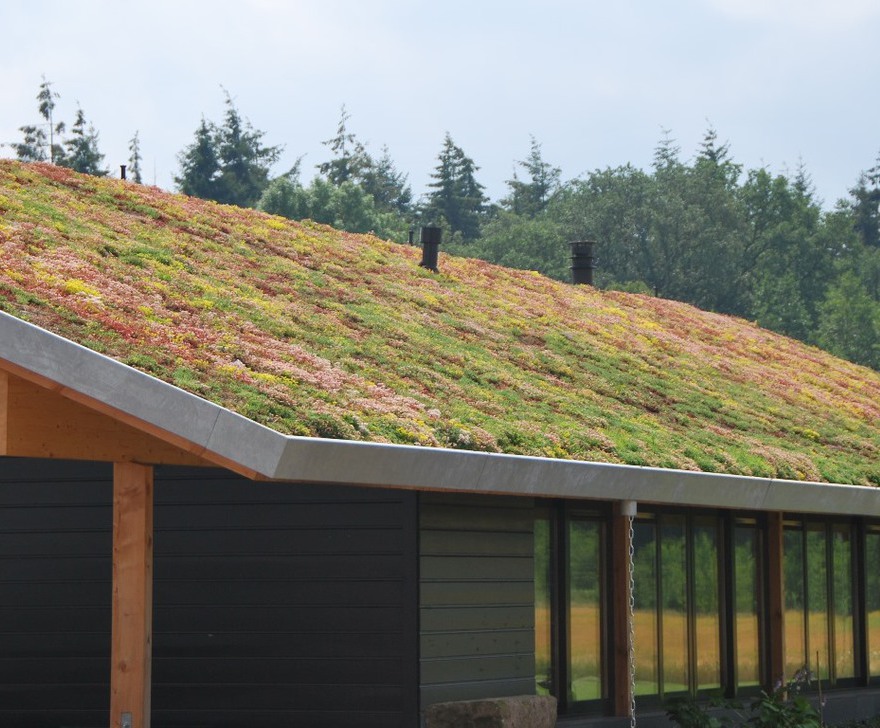 Sedum Mat instant vegetation green roof mats Lindum Turf ESI