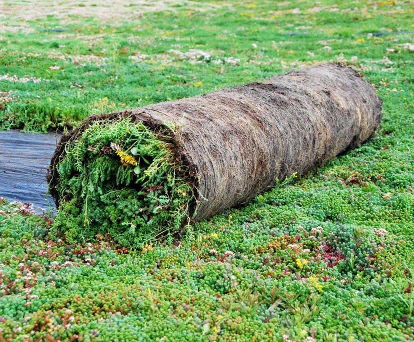 Sedum Mat instant vegetation green roof mats Lindum Turf ESI