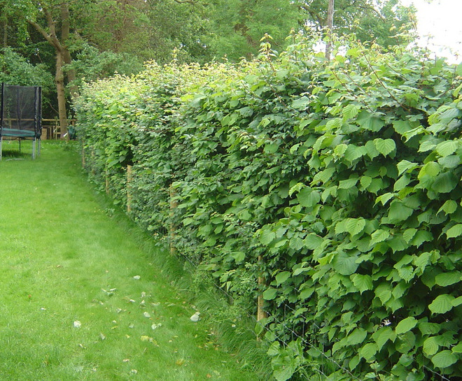Native Mix hedge Practicality Brown ESI External Works