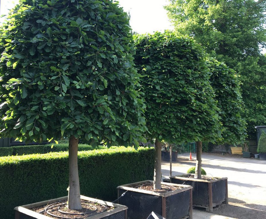 Screening trees Practicality Brown ESI External Works