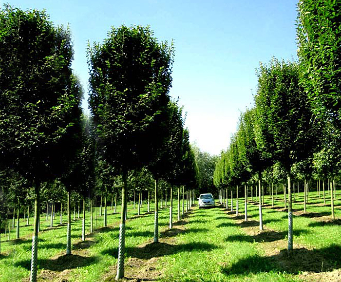 Specimen trees Practicality Brown ESI External Works