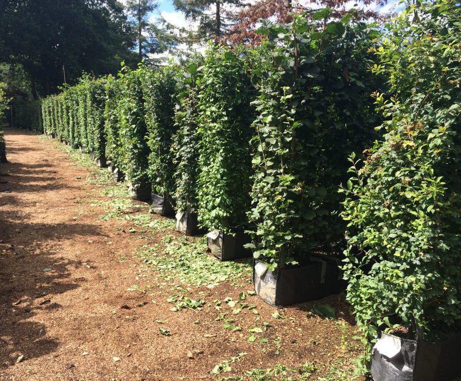 Native Mix hedge Practicality Brown ESI External Works