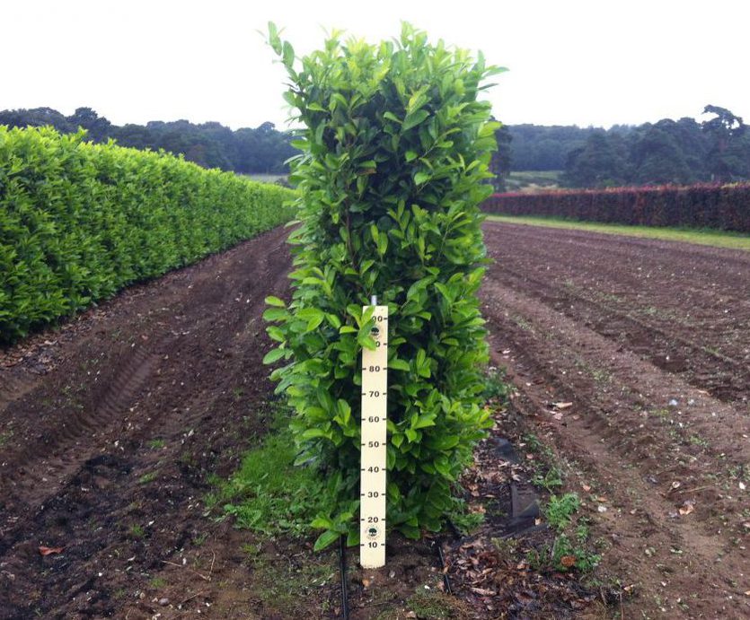 Best time to plant laurel hedge, When to Plant Skip Laurel A Guide for