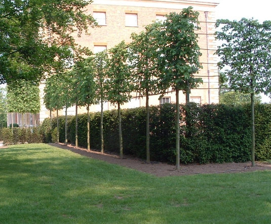 Simple Narrow Shrubs For Screening for Small Space