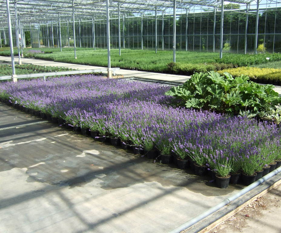 Specimen shrubs Palmstead Nurseries ESI External Works