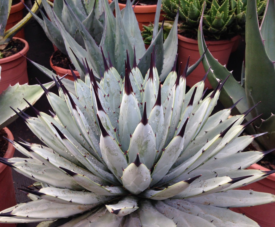 Hardy exotic plants Palmstead Nurseries ESI External Works