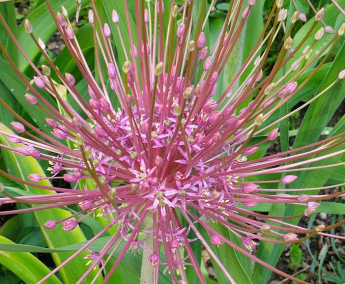 Unusual bulbs for spring Palmstead Nurseries ESI External Works