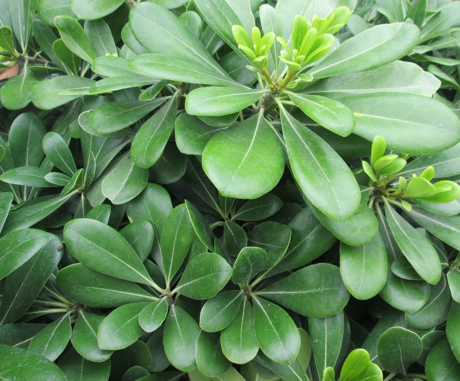 Topiary alternatives to buxus box Palmstead Nurseries ESI External