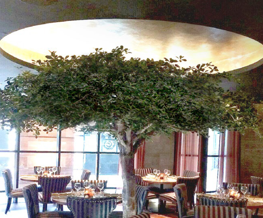 olive tree in dining room