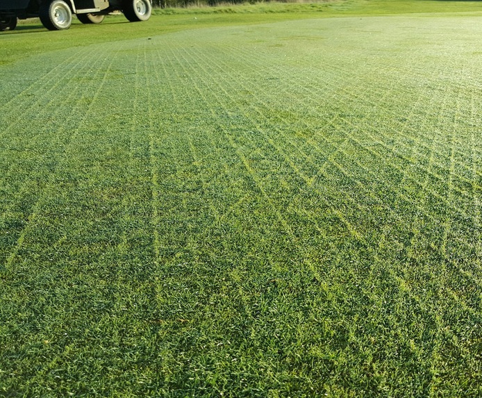 Durable grass seed mix improves golf course greens Johnsons Sports Seed ESI External Works