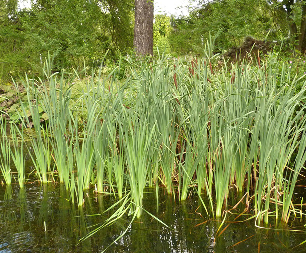 Reedbeds for constructed wetlands BritishFlora ESI Enviropro