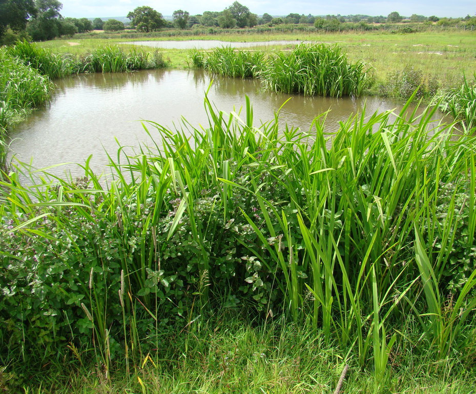 Aquatic and marginal plants BritishFlora ESI External Works