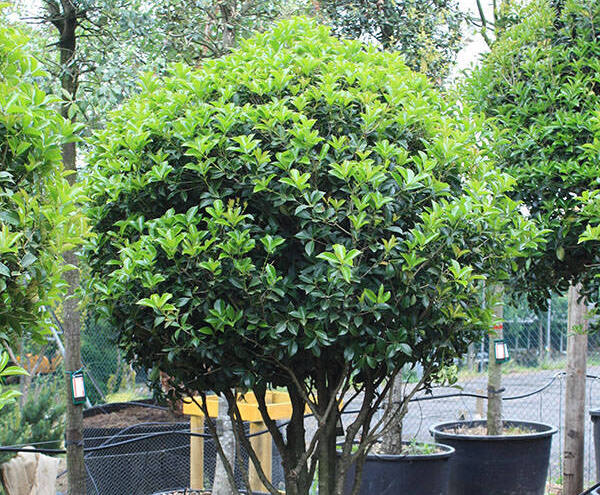 AirPot Container Grown Screening Trees, 50 To 1500L | Majestic Trees ...