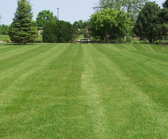 A22 grade 'A' low maintenance grass seed mixture Germinal Amenity