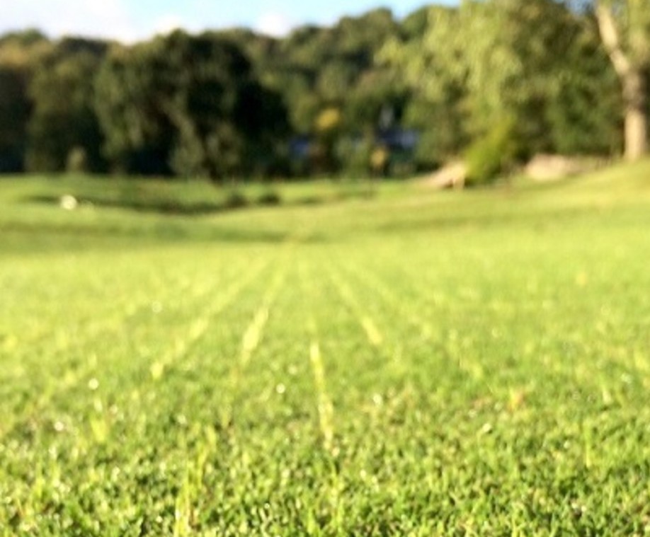 A27 grade 'A' golf all fescue grass seed mixture Germinal Amenity ESI External Works