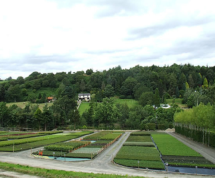 Containergrown shrubs Dingle Nurseries ESI External Works