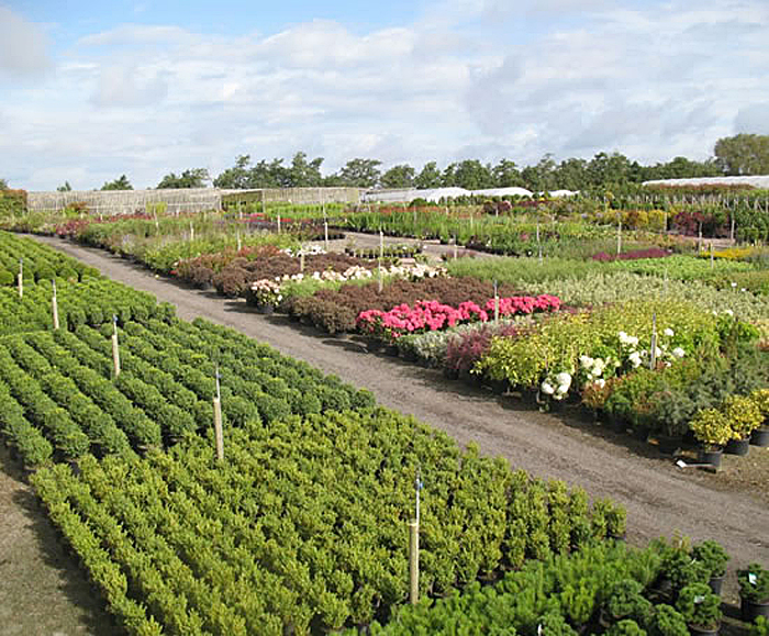 Container grown shrubs Ladybrook Nursery ESI External Works