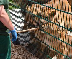 Dulok fencing keeps staff safe as lions feed