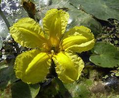Nymphoides Peltata (Fringe Lily)
