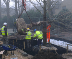 Trees being craned into postion