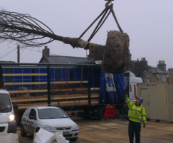 Tree being craned into position