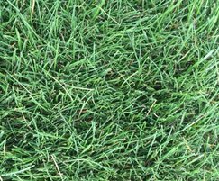 LT4 smooth stalked grass