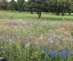 Wildflowers at Lilley Brook Golf Club